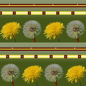 dandelions
