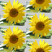 garden_sunflower