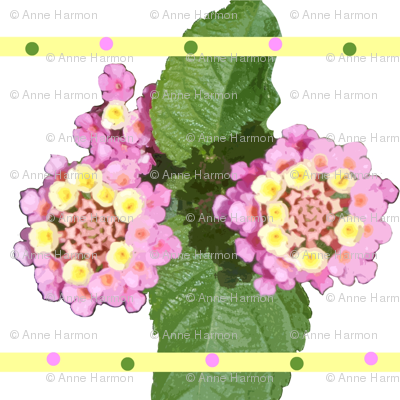 lantana
