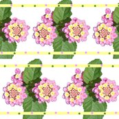 Rrlantana_shop_thumb