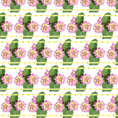 lantana
