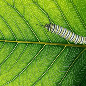 leaf_veins