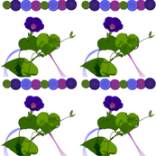 morning_glory