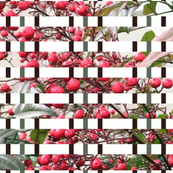 nandina