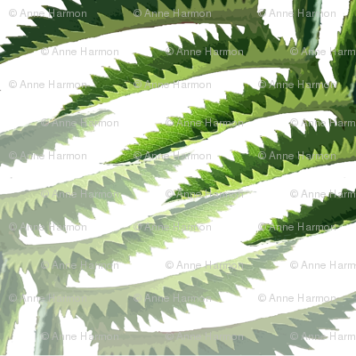 serrated_leaves