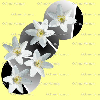 white_flowers