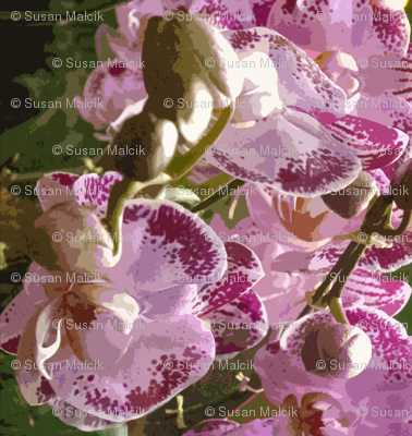 Huge Orchids for Blue Lady, sideways layout