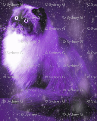persian-cat-11__1_