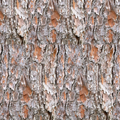 Tree Bark