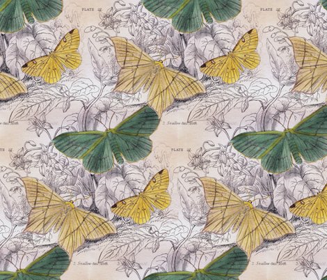 Rmoths_canvas_1_shop_preview