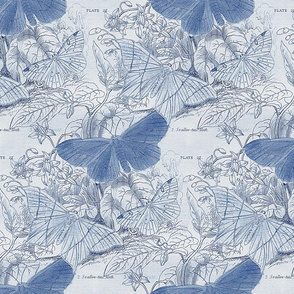 Moth Ridden Botanical ~ Blue & White