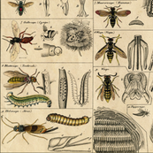 I Am Bugging Out In Historic Proportions! 