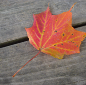Maple Chevron