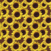 sunflowers in brown