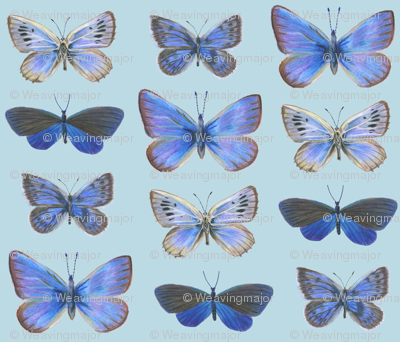 blues on blue