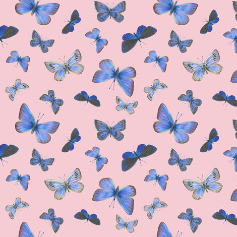 small blues on the air, sunrise pink