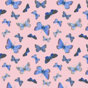 small blues on the air, sunrise pink
