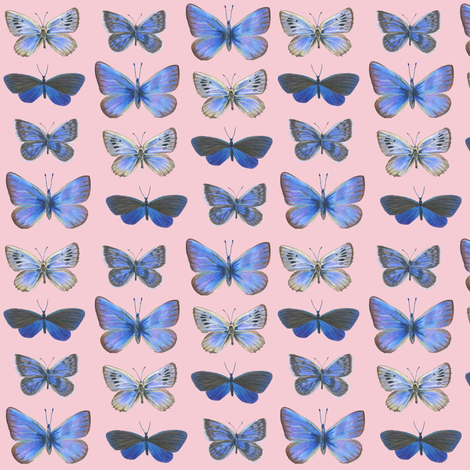 small butterflies, sunrise-F5CCD3