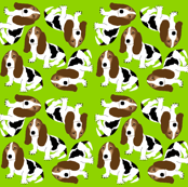 Basset_Hound_10