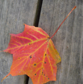 Maple Stripes