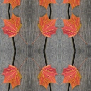 Maple Stripes