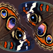 Buckeye Butterfly Wings