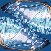 Blue Monarch Butterfly Wings