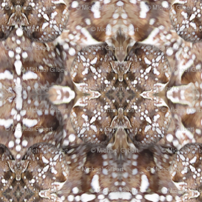 Arachnoscope