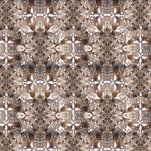 Arachnoscope