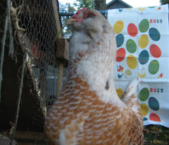 2013 Chickens Tea Towel