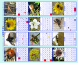 Bug Calendar 2013