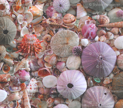 Sea_Urchins_and_Shells by Sylvie