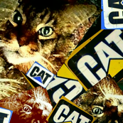 What Cat ?