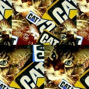 What Cat ?