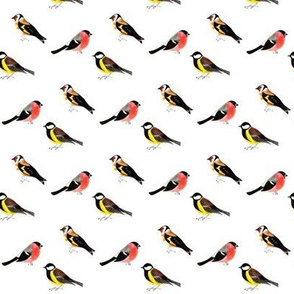 Garden Birds