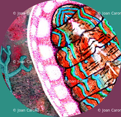 Popchiton