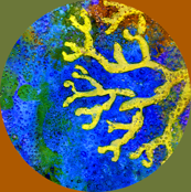 Popbamcoral