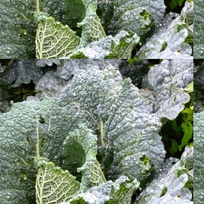King Sun's garden in the wintertime