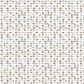 lots_of_dogs_white_bg