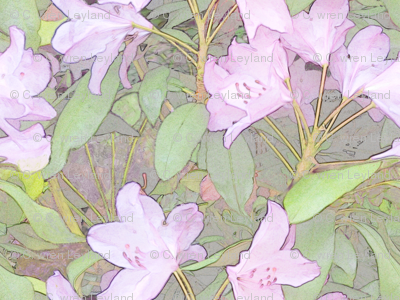 Pastel Rhododendron