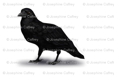 American Crow