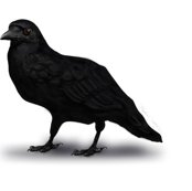 Rrrrcrow_shop_thumb