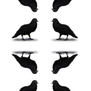 American Crow