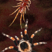 Buggy