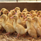 ducklings