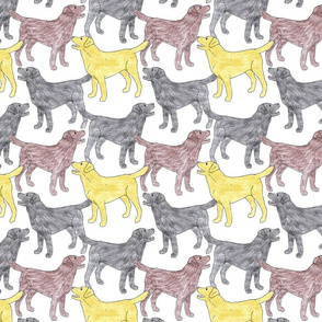 Colorful Labrador sketches