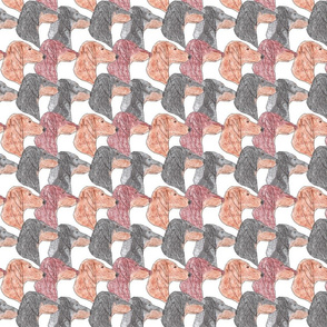 Dachshund faces 