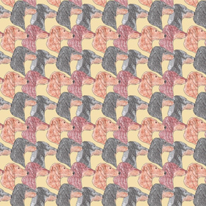Dachshund faces - tan