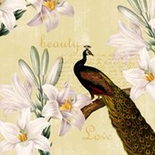 Rrmd_peacock_lilies_shop_thumb