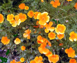 Rmanypoppies_thumb